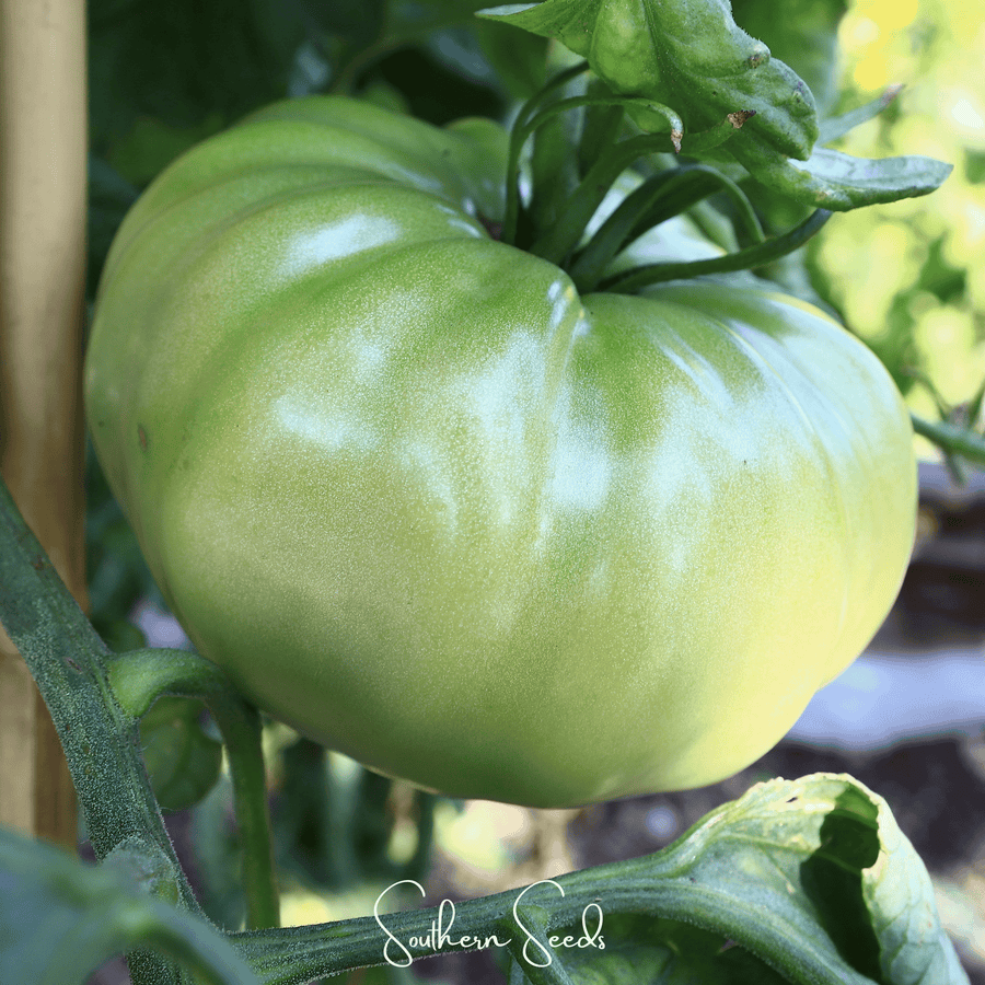 Evergreen Tomato