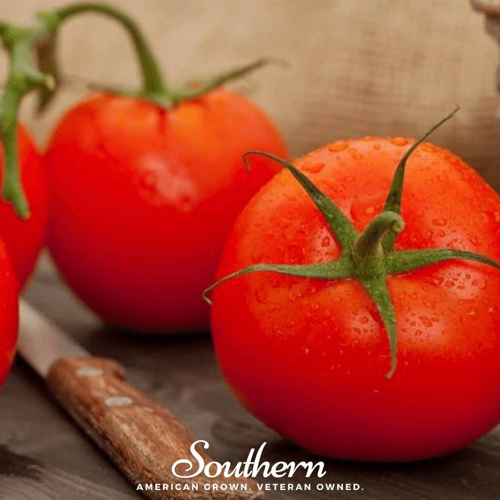Floridade Tomato
