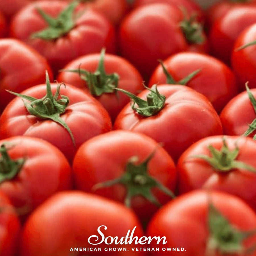 Floridade Tomato