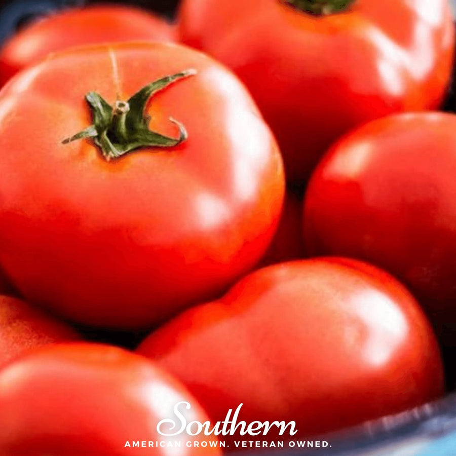 Floridade Tomato