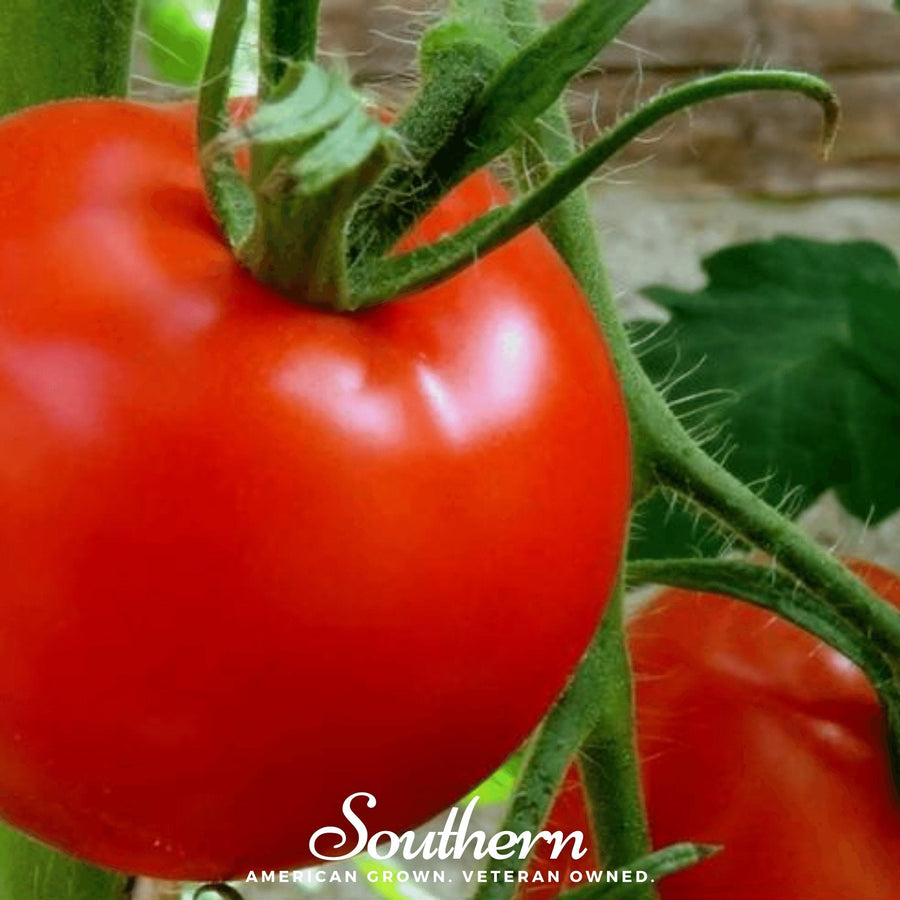 Floridade Tomato