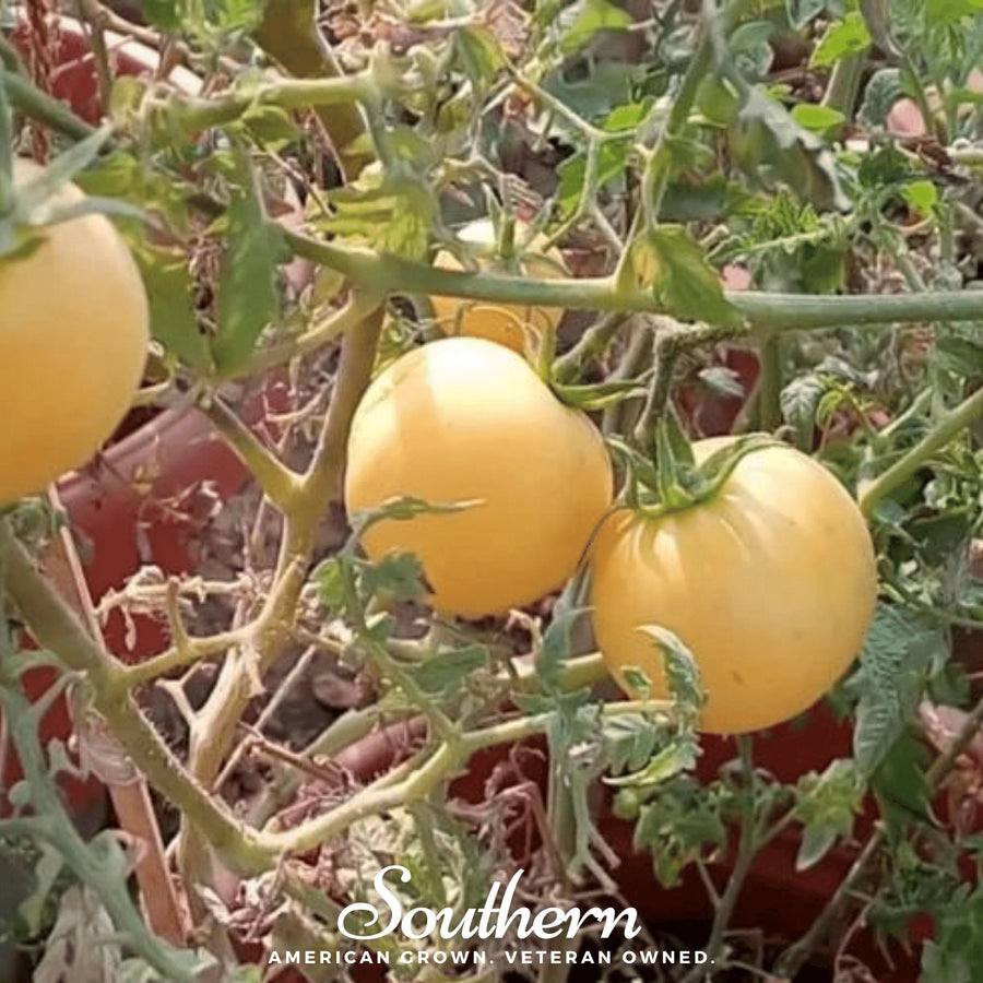 Garden Peach Tomato
