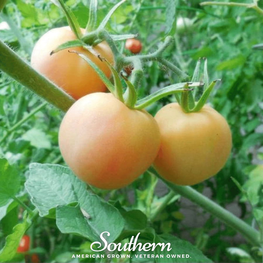 Garden Peach Tomato