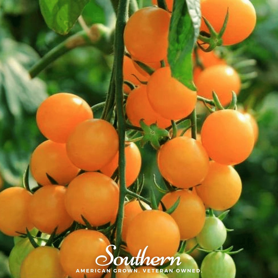Gold Nugget Tomato – 50 Seeds