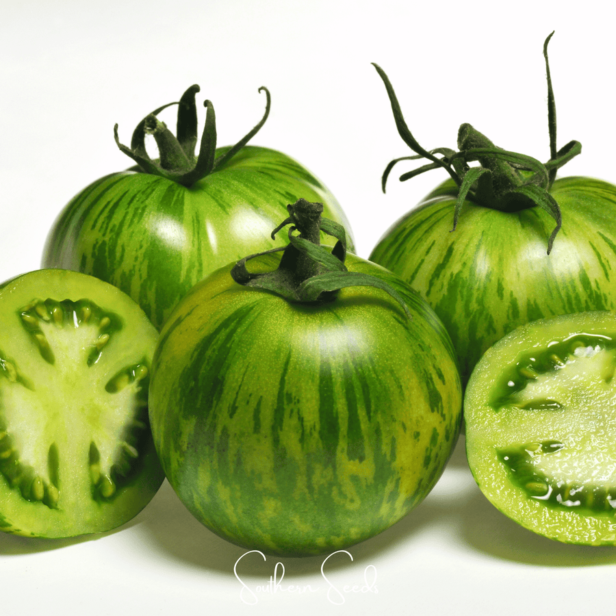 Green Zebra Tomato