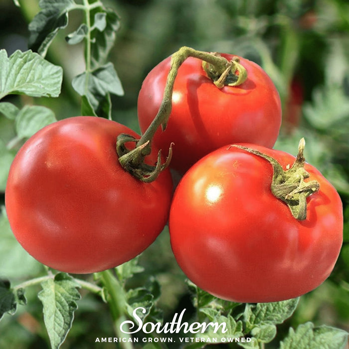 Homestead Tomato – 50 Seeds