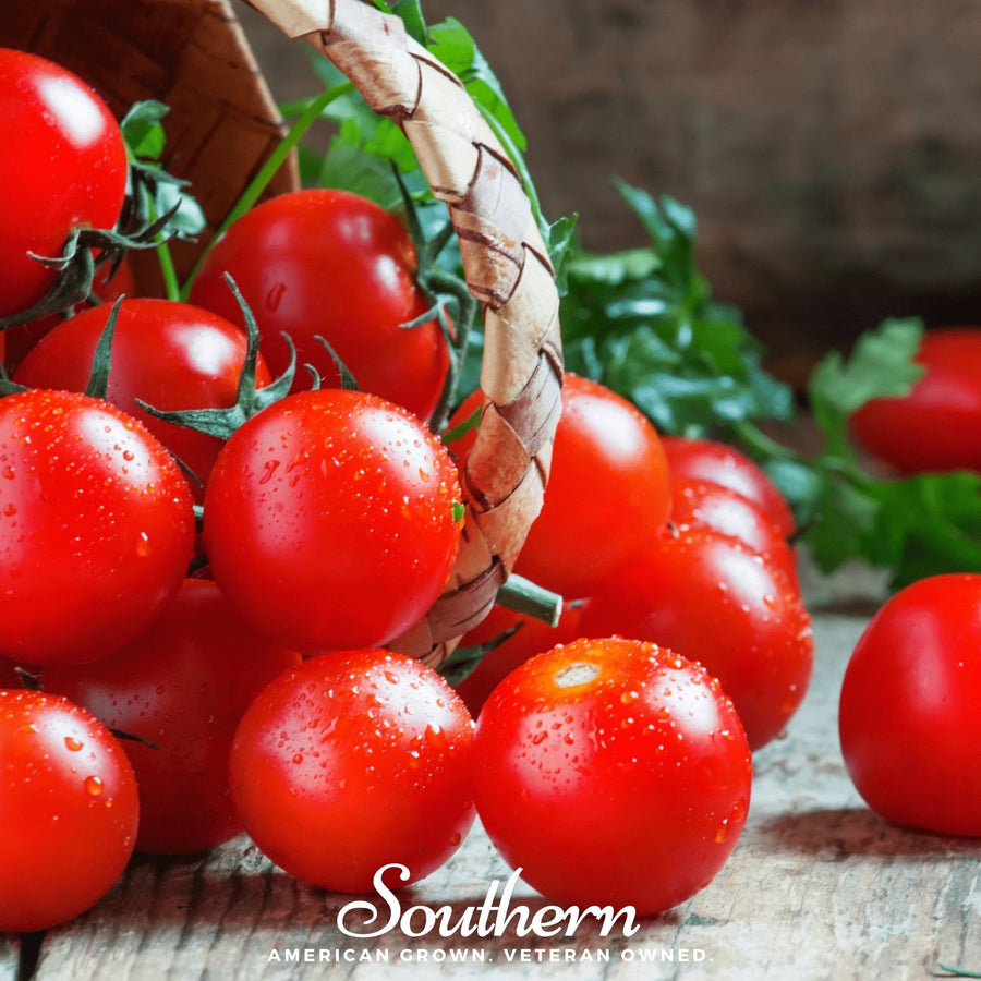 Small Red Cherry Tomato – 50 Seeds