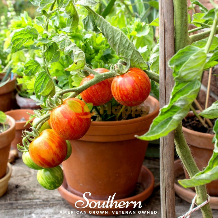 Tigerella Tomato