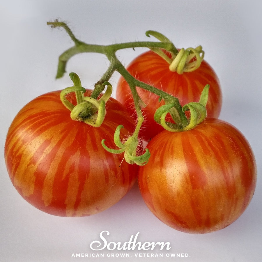 Tigerella Tomato