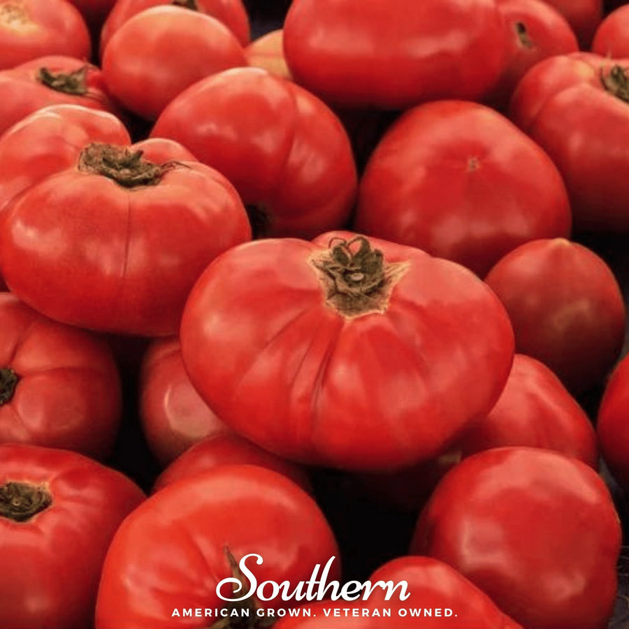 VR Moscow Tomato