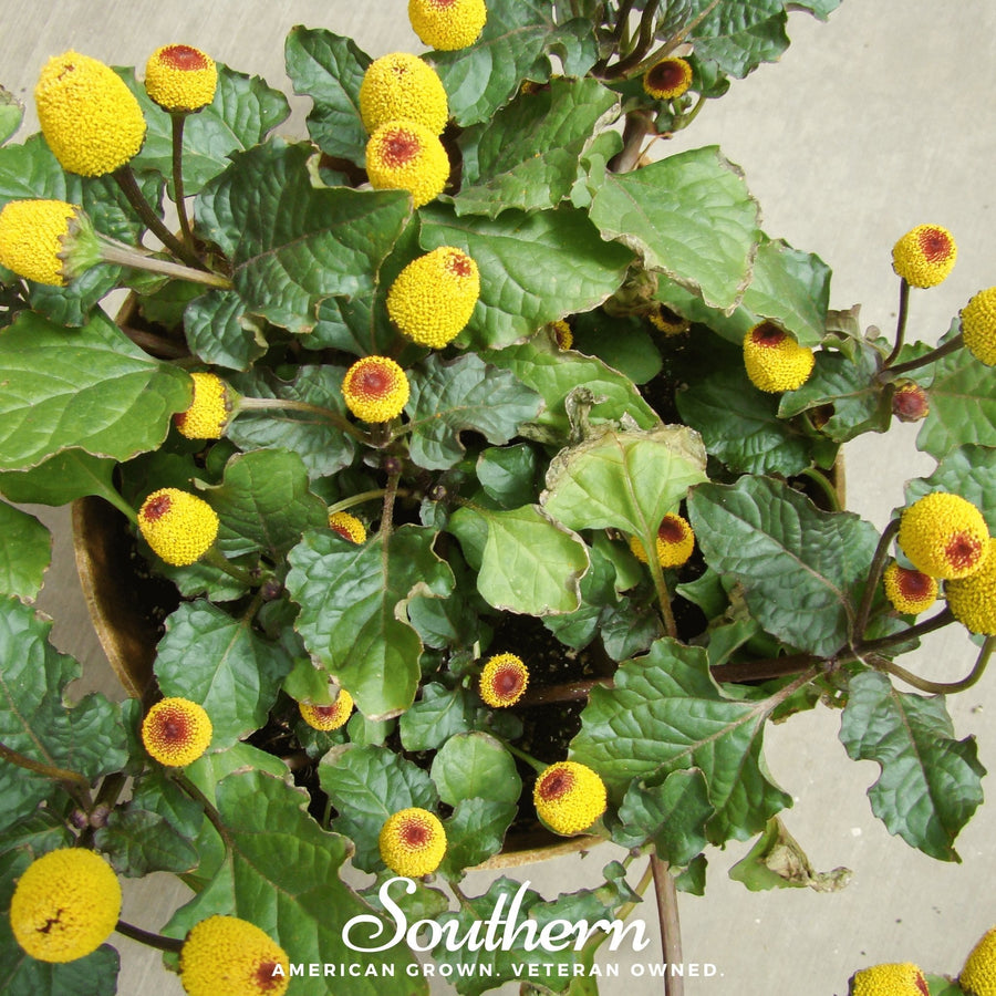 Toothache Plant – 50 Seeds