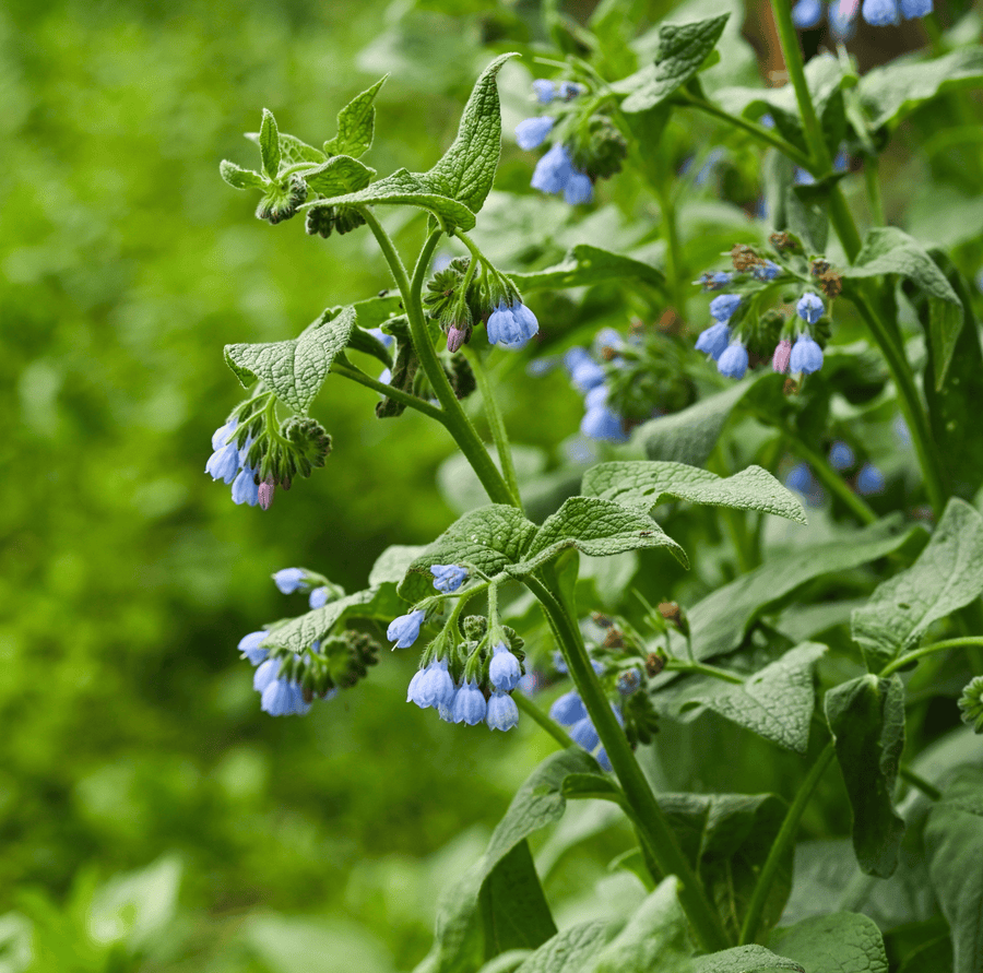 True Comfrey (Symphytum officinale) – 20 Seeds