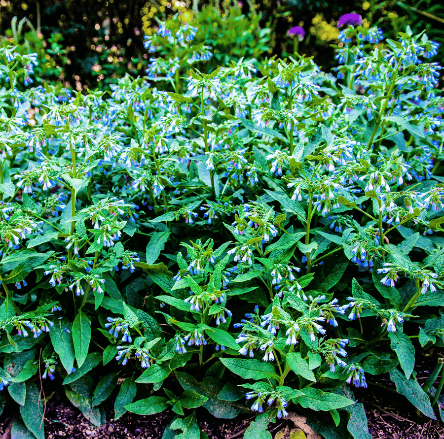 True Comfrey (Symphytum officinale) – 20 Seeds