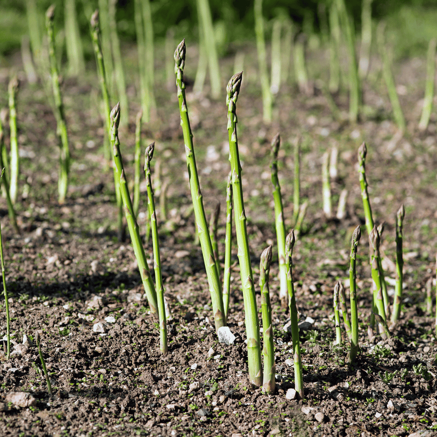 UC72 Asparagus