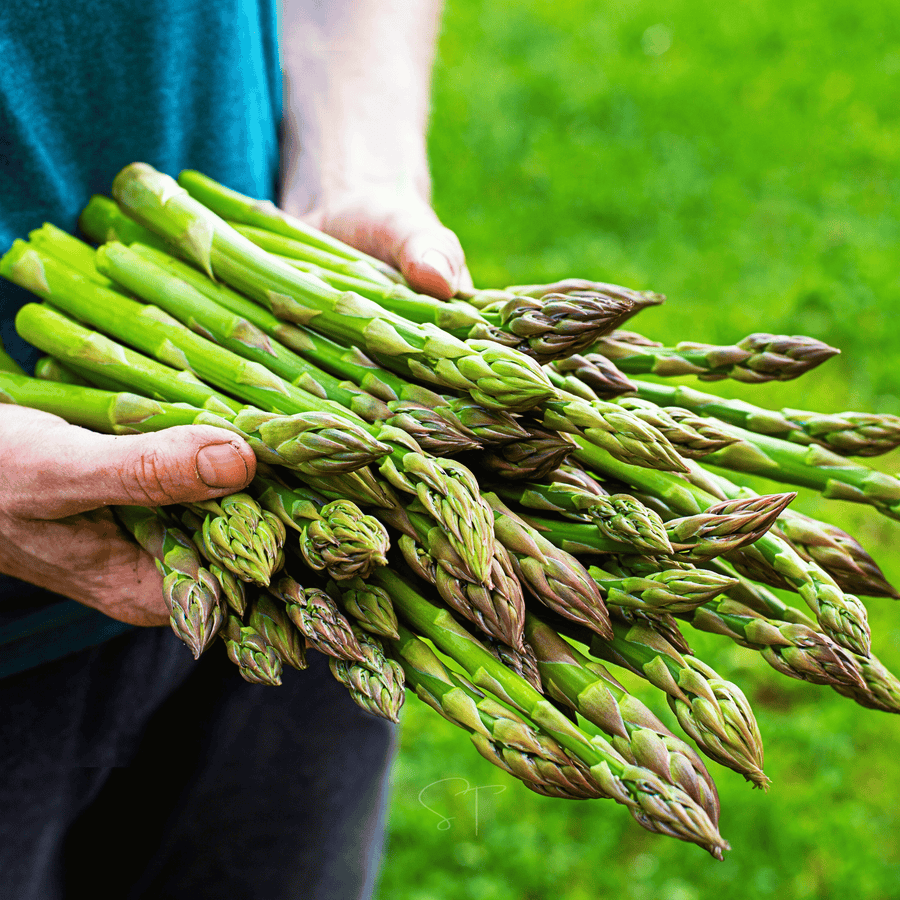 UC72 Asparagus