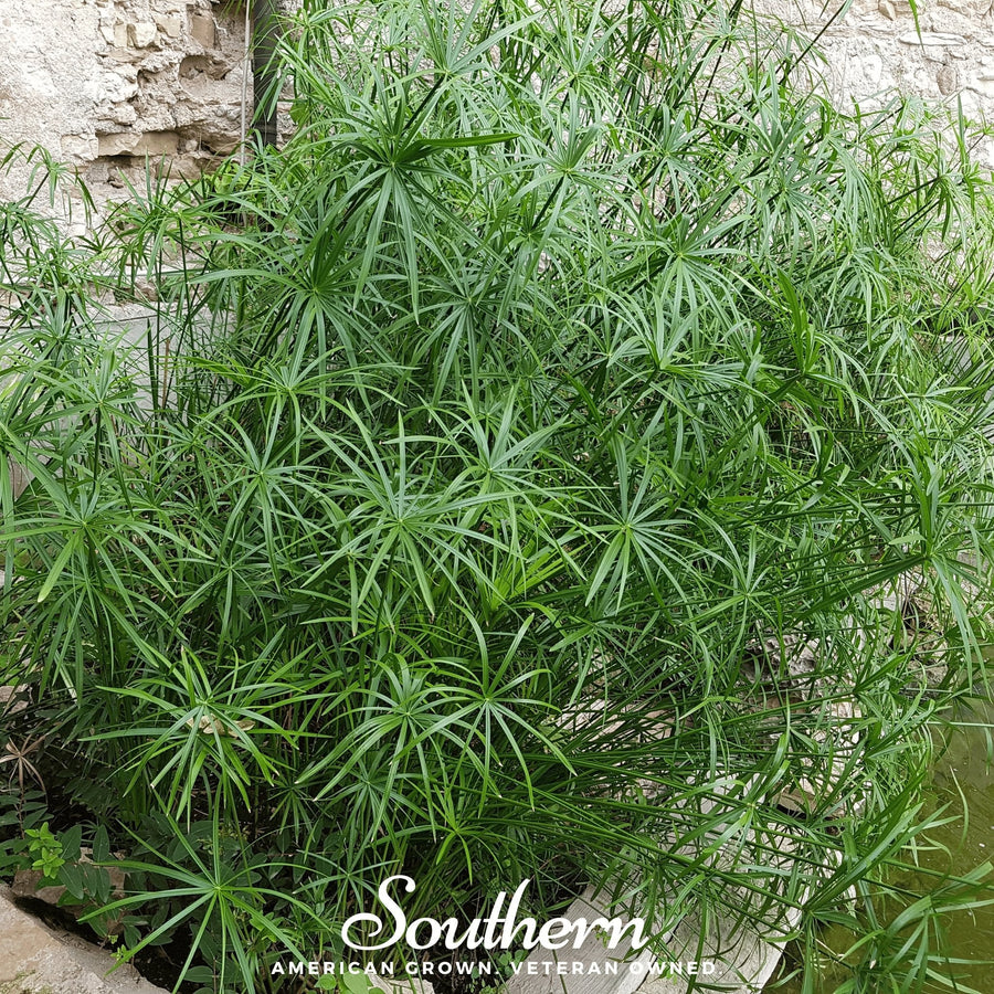 Umbrella Plant