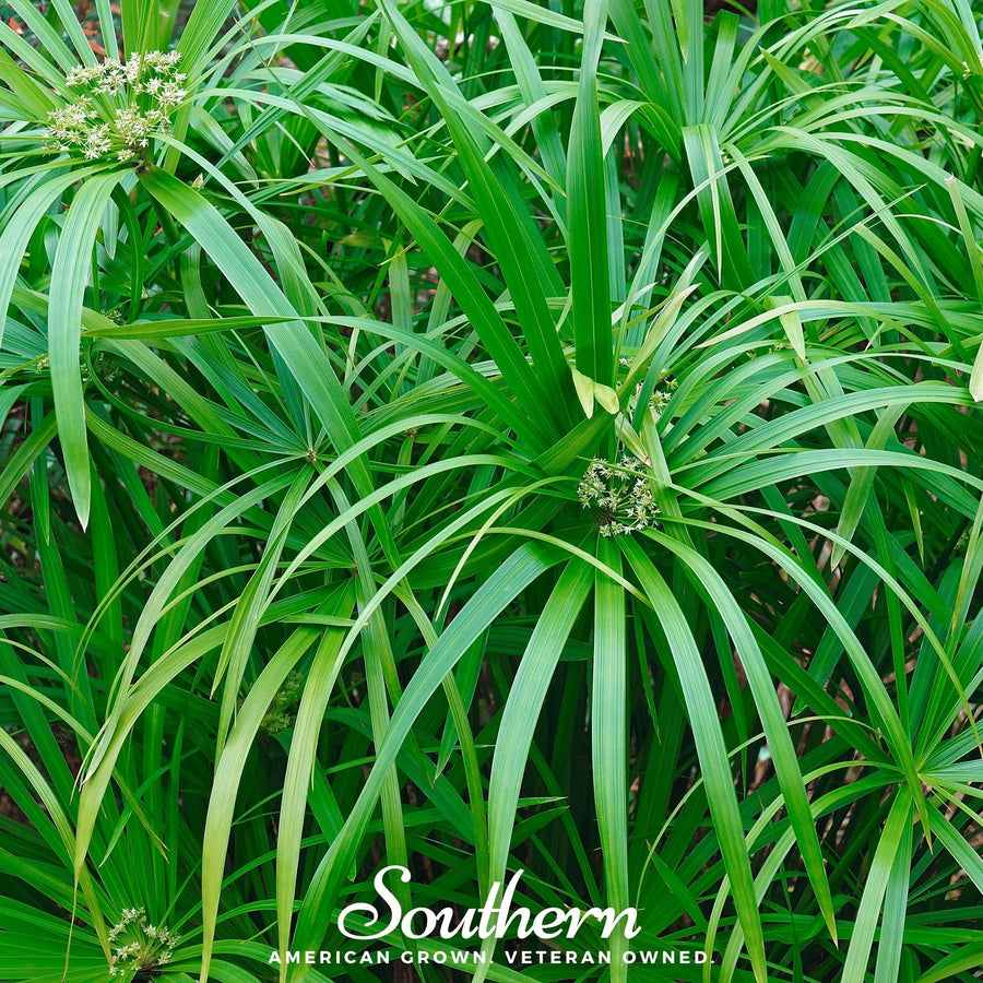 Umbrella Plant