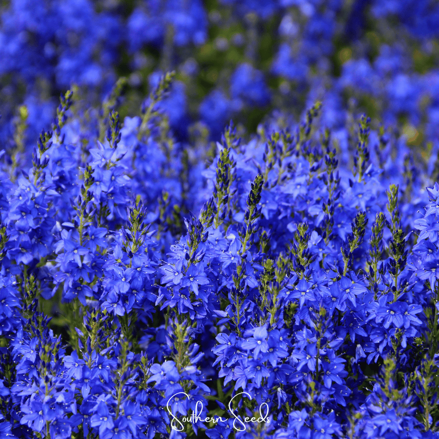 Royal Blue Veronica Speedwell – 50 Seeds