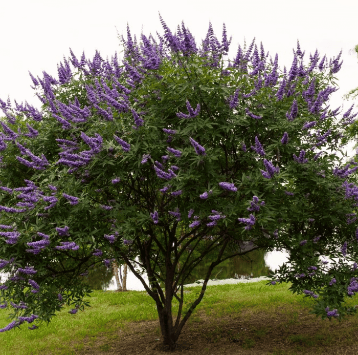 Vitex (Chaste Tree – Texas Lilac) – 20 Seeds