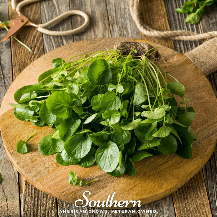 Watercress – 200 Seeds