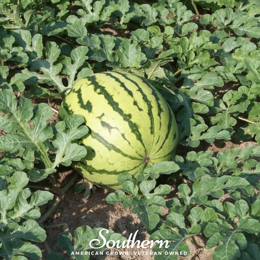 Dixie Queen Watermelon