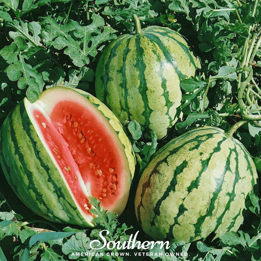 Dixie Queen Watermelon