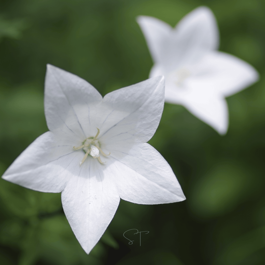 White Balloon Flower