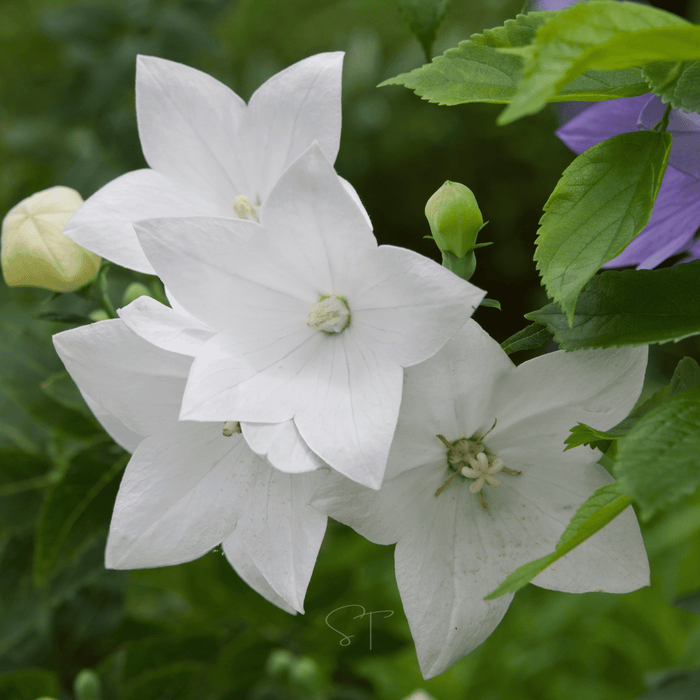 White Balloon Flower