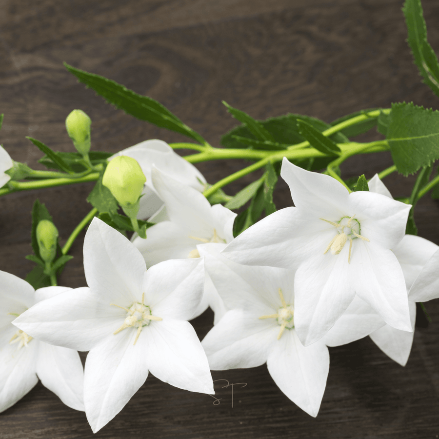 White Balloon Flower