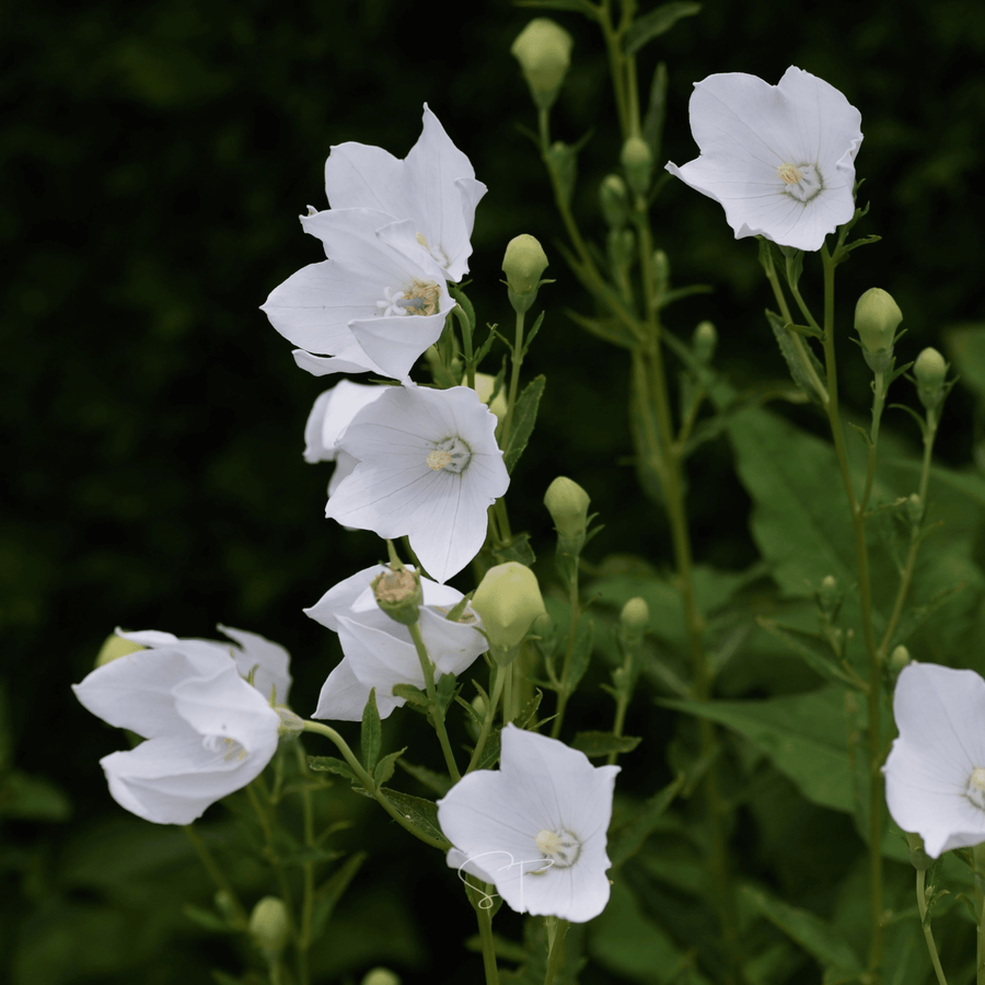 White Balloon Flower