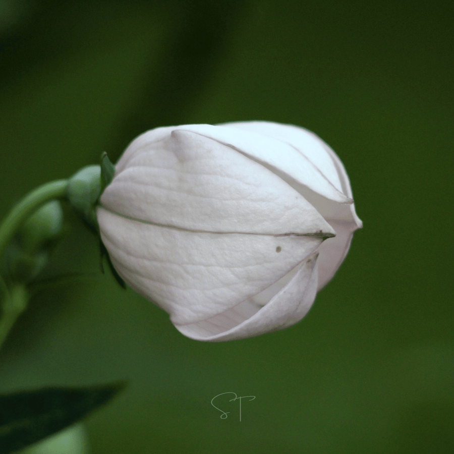 White Balloon Flower