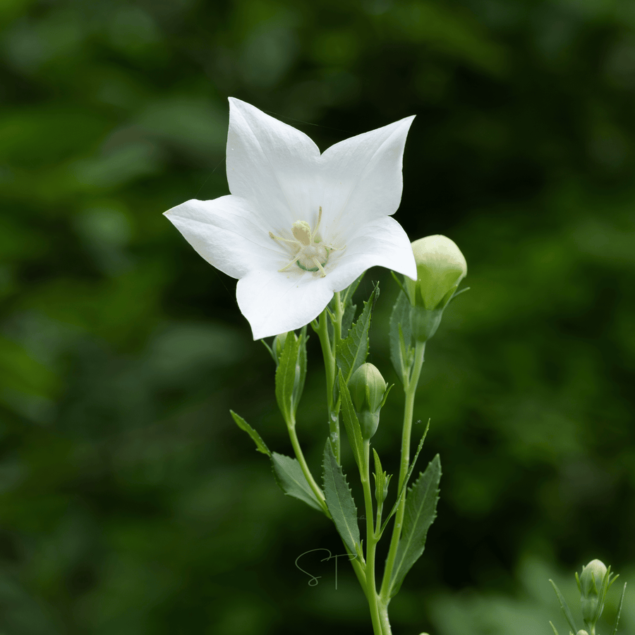 White Balloon Flower