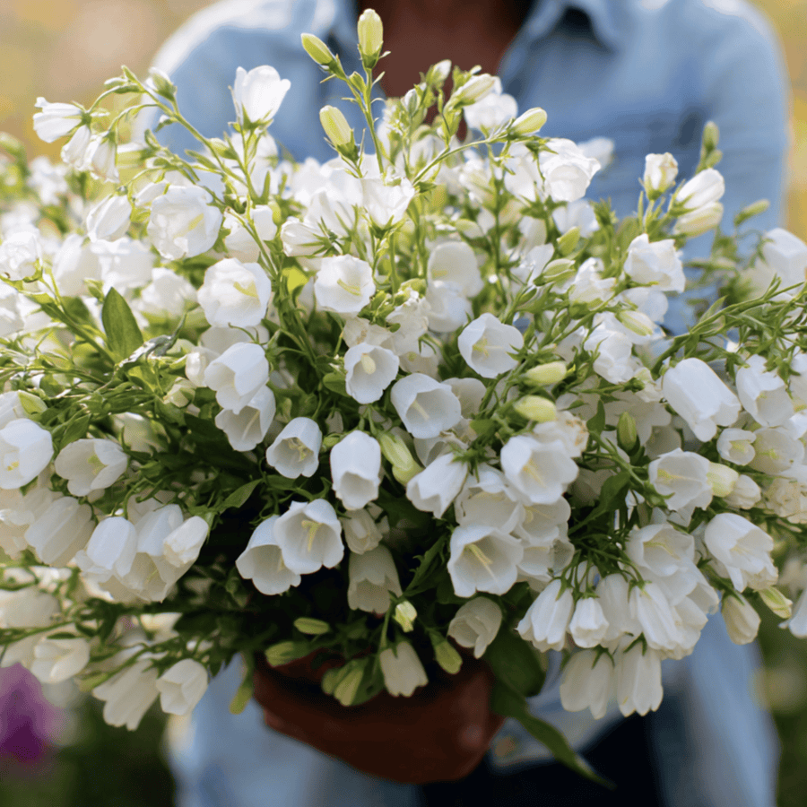 White Canterbury Bells
