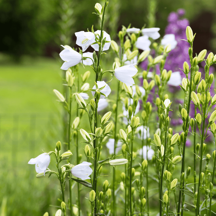 White Canterbury Bells