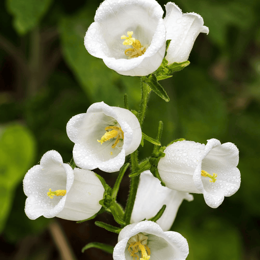White Canterbury Bells