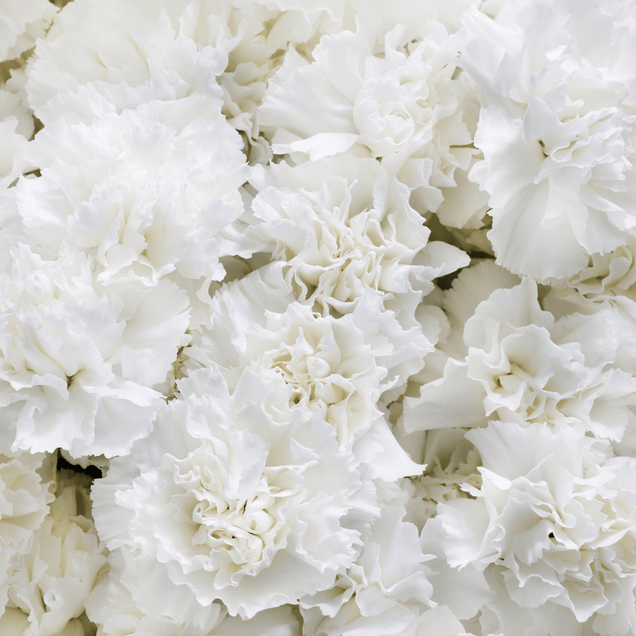 White Grenadin Carnation