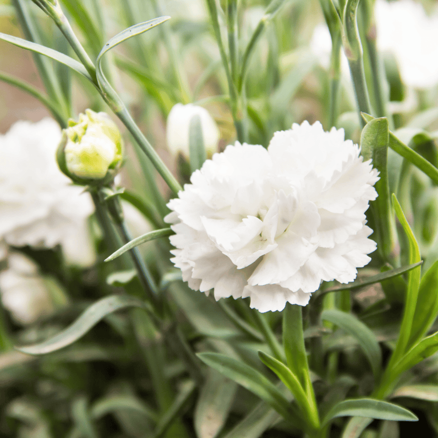 White Grenadin Carnation