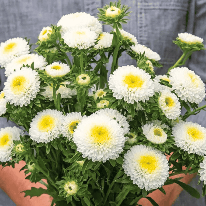 White Pompon Aster