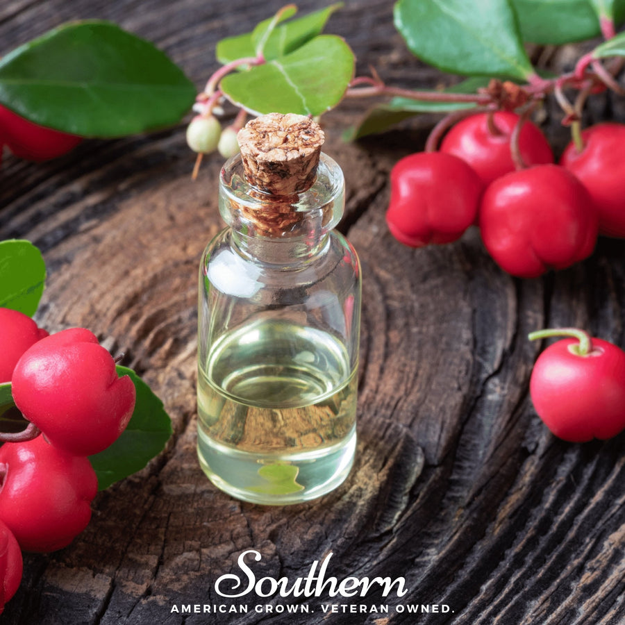 Wintergreen (Teaberry) – 20 Seeds