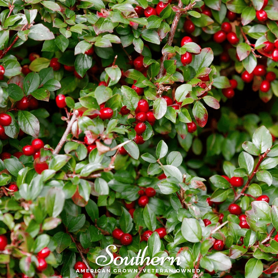 Wintergreen (Teaberry) – 20 Seeds