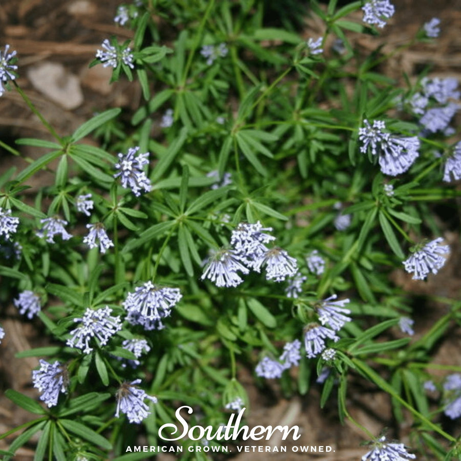 Blue Woodruff