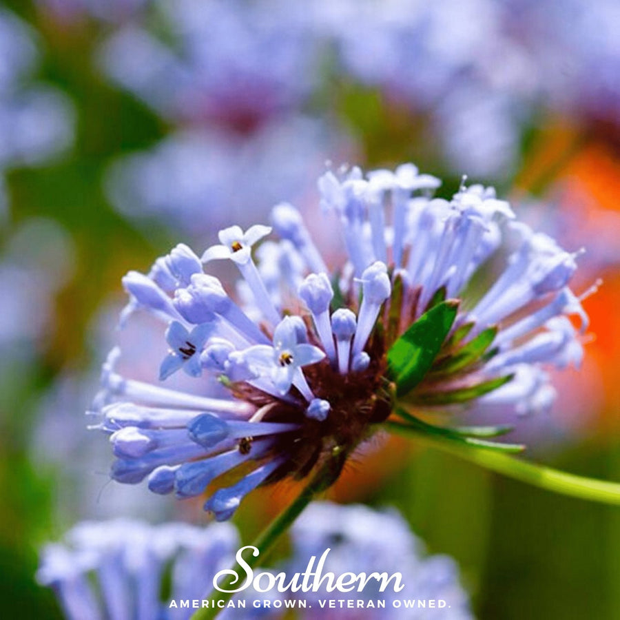 Blue Woodruff