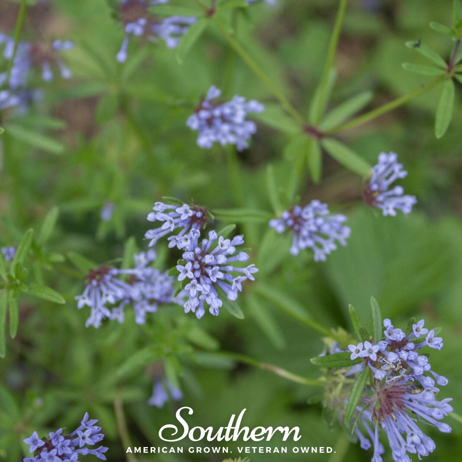 Blue Woodruff