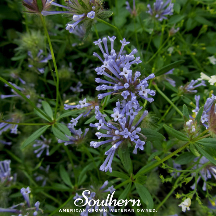 Blue Woodruff