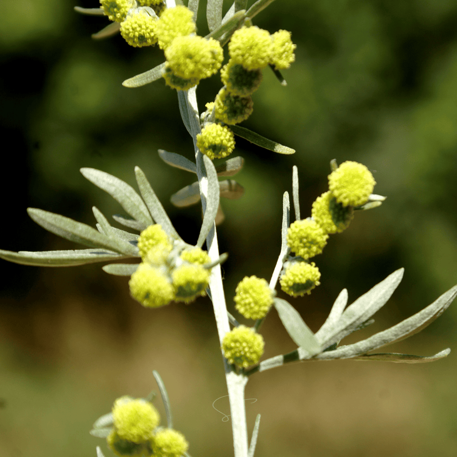 Wormwood – 200 Seeds