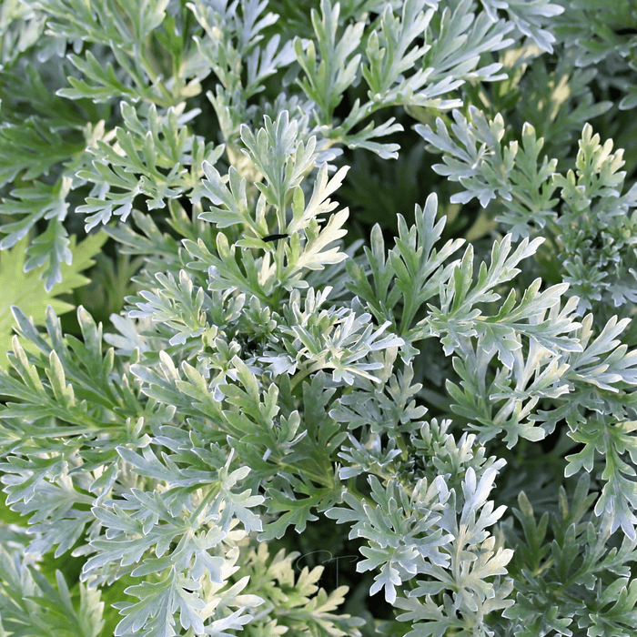Wormwood – 200 Seeds