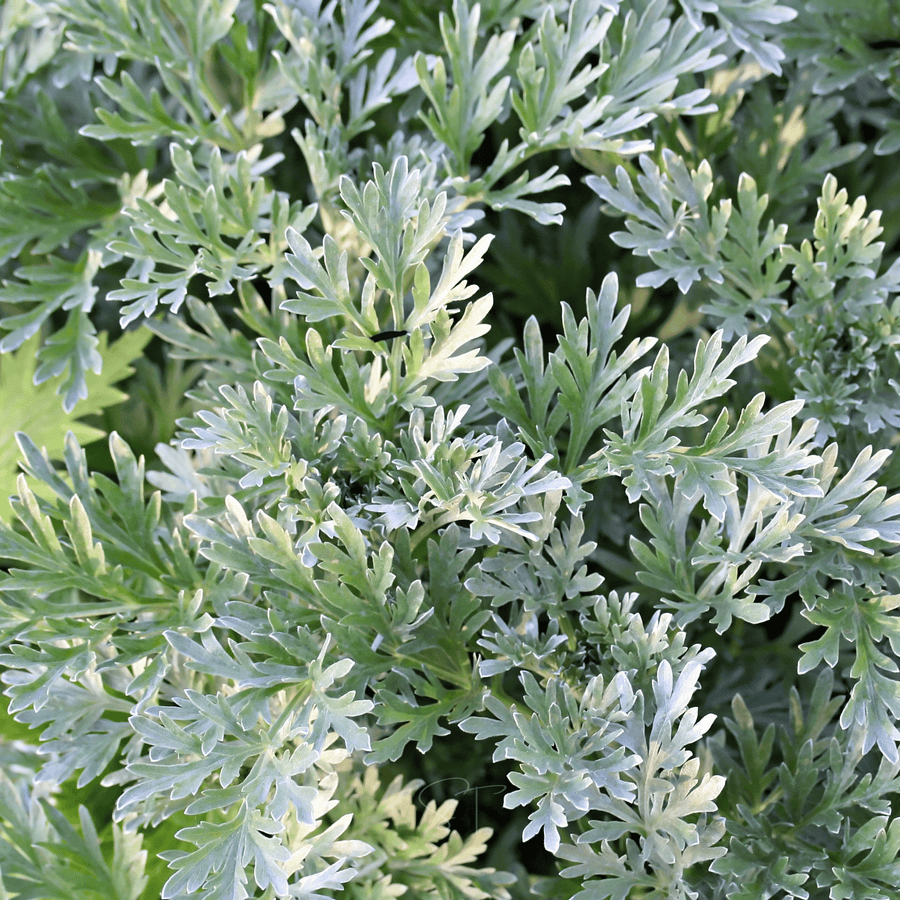 Wormwood – 200 Seeds