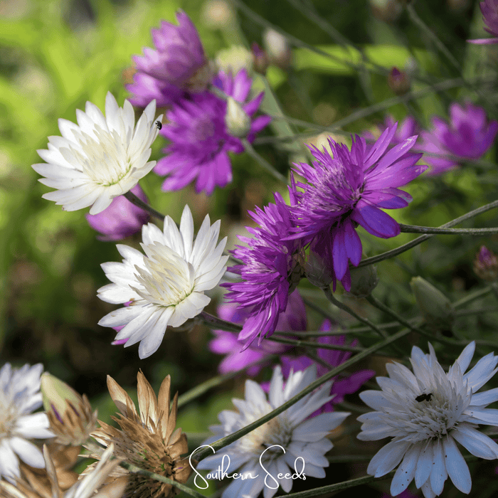 Immortelle Mix Xeranthemum