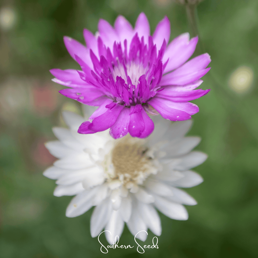 Immortelle Mix Xeranthemum