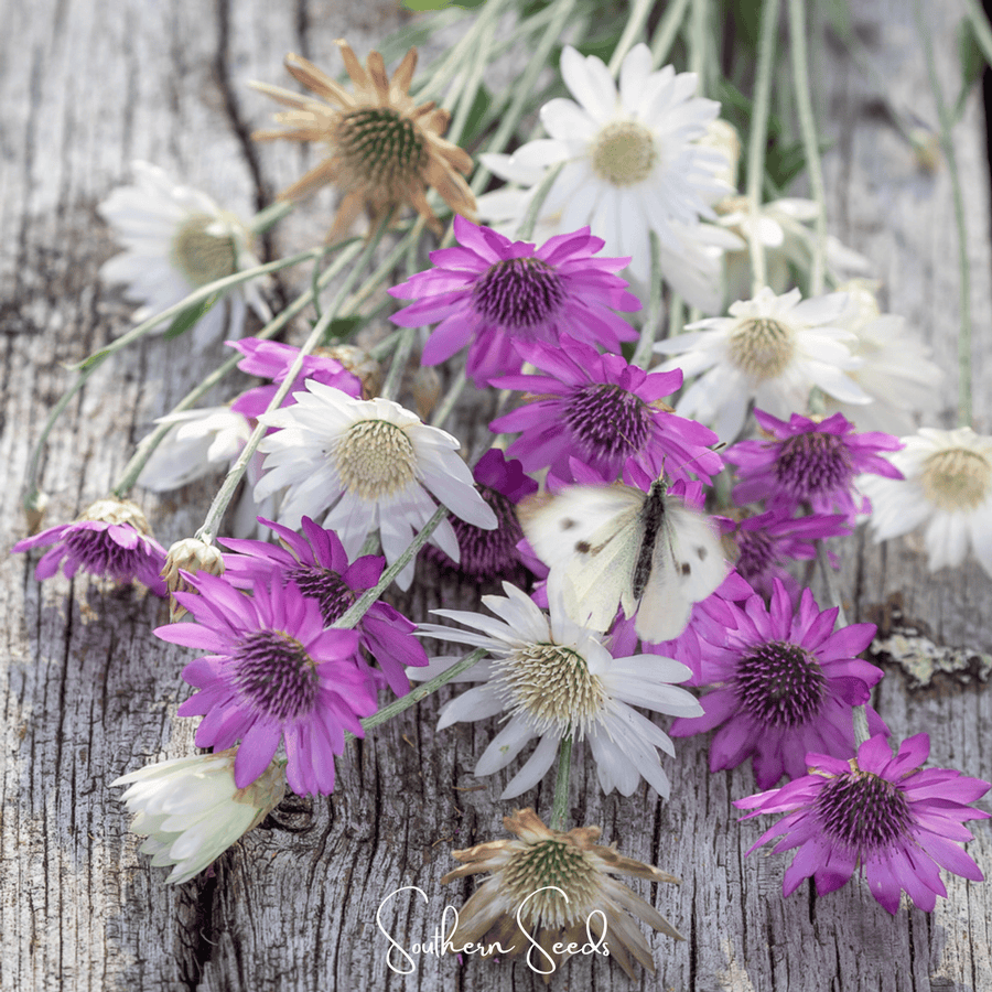 Immortelle Mix Xeranthemum